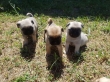 pug puppies for sale
